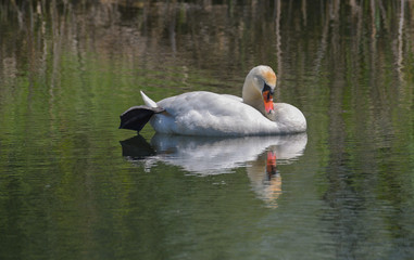 Cigno reale che sta dormendo su fiume