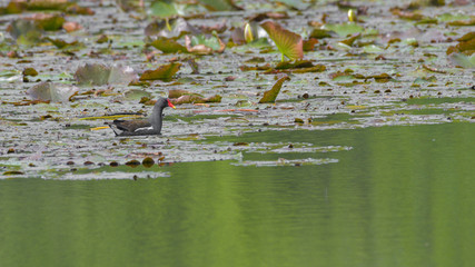 Maschio di gallinella d'acqua che nuota sul fiume in mezzo alle ninfee in primavera