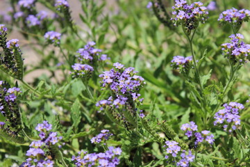 Fototapeta premium purple flower land