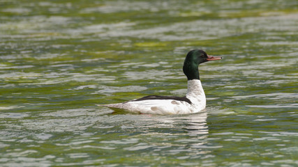 Smergo maggiore sta nuotando sul fiume in primavera