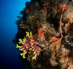 lobsters in their natural environment where they live