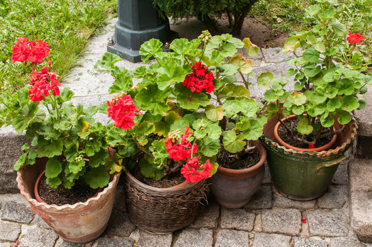 Ceramic pots of red geranium flowers on the stone paving closeup in the garden courtyard