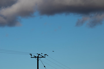 Flock of Common Starlings, Latin name Sturnus vulgaris, roosting on telegraph wires at dusk on...