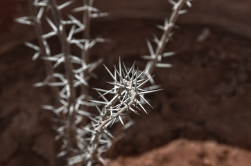 prickly plant