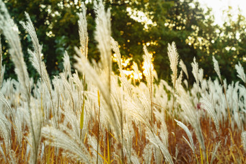 Beautyful dry autumn herbs in the meadow