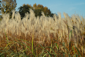 Beautyful dry autumn herbs in the meadow
