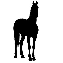 Animal silhouette of black mustang horse illustration