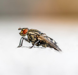 Fly sitting on white wall.