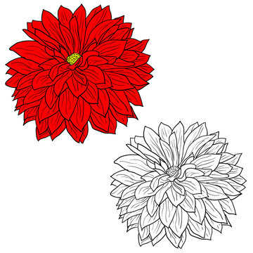 recommend clip art: Beautiful monochrome and color sketch, dahlia flower on a white background