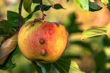 Petites pommes Jubilé sur leur arbre en attente de grossissement 