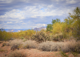 Landscape photography of the peacefulness of the Sonoran desert near Phoenix, Az along with cactus and bright clean air