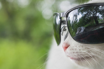 cat with glasses