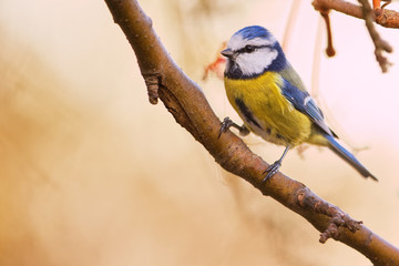 Blaumeise