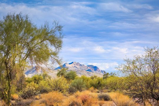Landscape photography of the peacefulness of the Sonoran desert near Phoenix, Az along with cactus and bright clean air