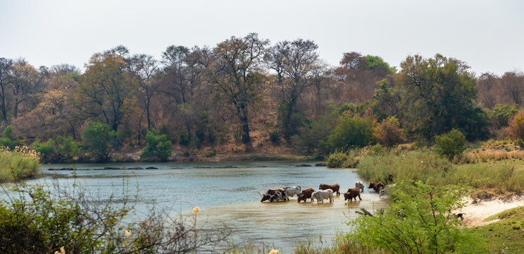 K&uuml;he trinken Wasser an den Popa Falls am Fluss Okavango, Region Sambesi, Namibia