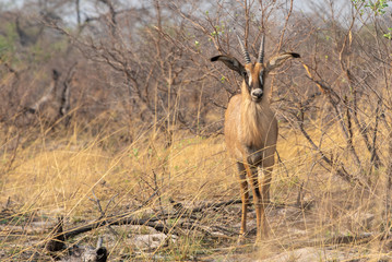 Schwarzenfersenantilope, Impala, melampus melampus im Busch des Nationalparks Mudumu, Namibia