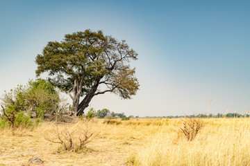 Fototapeta na wymiar Savanne im Mudumu Nationalpark, Region Sambesi, Namibia