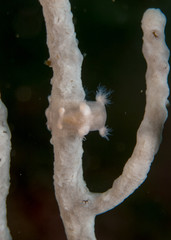 fondo marino con corales y macro