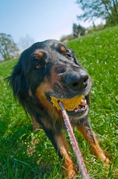Dog playing with an yellow ball in a blooming meadow