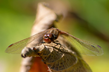 Macro of a dragonfy