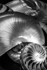 macro photography or up close images of smaller items are what these sea shells represent, nice prints to hang on the wall remind one of ocean