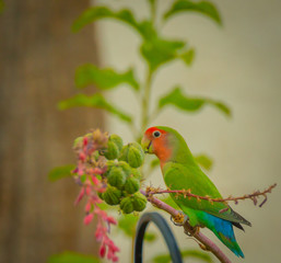 Wild Parrots or Peach faced Love birds are a frequent sight in the yards of Phoenix, Arizona residents. Personally owned pets escaped mated and now we have several wild parrots to view. they are prett