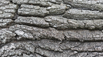 Texture of wooden surface - can be used as background