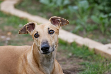 Portrait of a young greyhound outdoor in summer