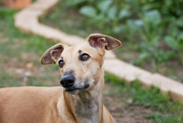 Portrait of a young greyhound outdoor in summer