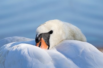 Piękny biały łabędź ze smukłą szyją odpoczywający nad jeziorem. © Dorota