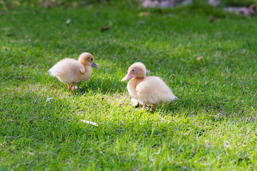 two little ducks