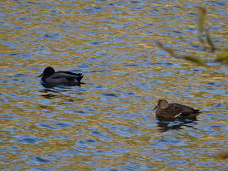 ducks in the lake