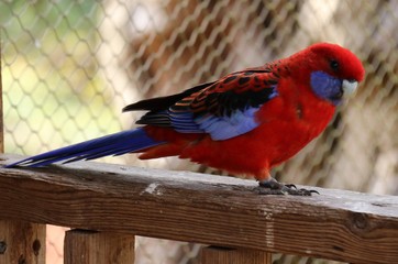 oiseaux exotique
