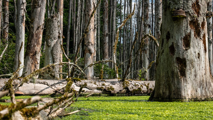 Bibergebiet mit Waldsee in Marthalen, Schweiz