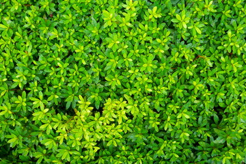 Obraz premium green leaves from a bush full of droplets after the rain for background