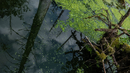 Bibergebiet mit Waldsee in Marthalen, Schweiz