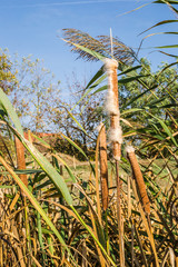 Wild grass cane on lake / Reeds in lake near shore in sunny windy day