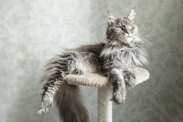 Beautiful gray Maine Coon cat lying on a stand. - obrazy, fototapety, plakaty
