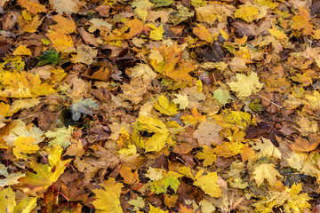 autumn leaves background