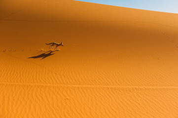 Fennec Fox , Sahara Desert, Merzouga, Morocco