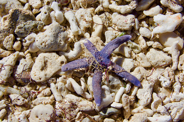 Stella marina