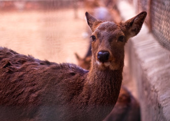portrait of a deer