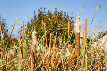 Wild grass cane on lake / Reeds in lake near shore in sunny windy day