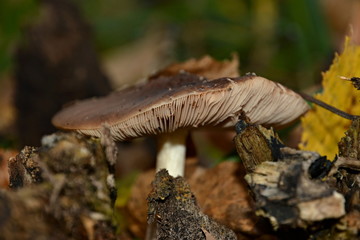 Mushroom among dry leaves.