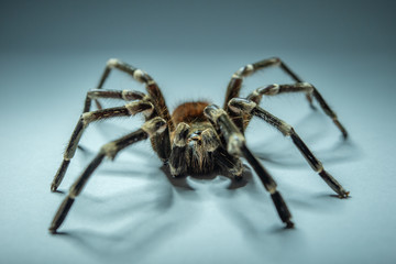 Acanthoscurria geniculata / Weißknievogelspinne
