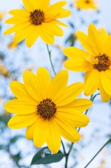 Fototapeta premium Helianthus tuberosus is a herbaceous perennial plant