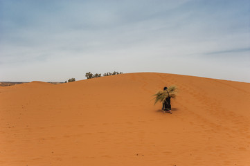 Old  berber woman work alone on a sand dune in Merzouga, Morocco