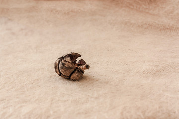 macro detail of a single dry leaf of autumn brown color dobre light background