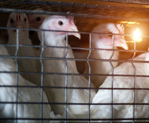 A young broiler chicken sits in an open-air cage on a poultry farm, close-up © HENADZY