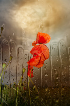 Poppies in rain